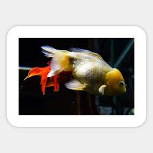 Goldfish Sticker